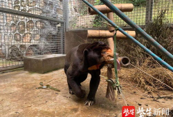 动物性视频,捕捉生命瞬间